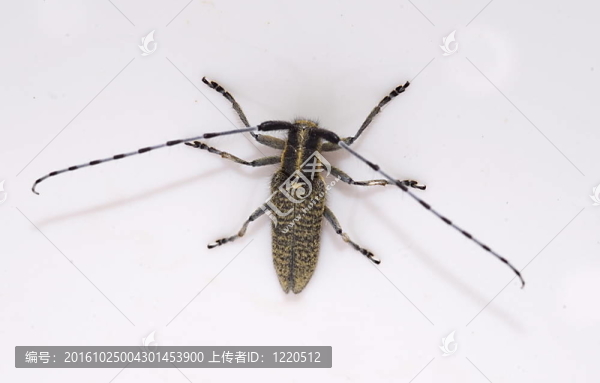 金開灰色的長(zhǎng)角牛是（agapanthia,villosoviridescens）