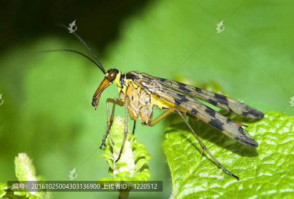 常見(jiàn)的蝎蛉（Panorpa,communis）