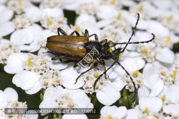 常見(jiàn)的天牛（Stictoleptura,rubra）交配