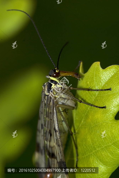 常見的蝎蛉（Panorpa,communis）