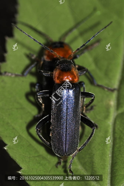 士兵甲（斑蝥fusca）交配