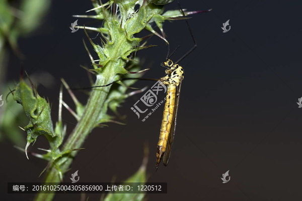 spottet鶴飛（短柄appendiculata）