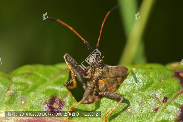 紅褐色案的Squashbug（gonocerus,acuteangulatus）
