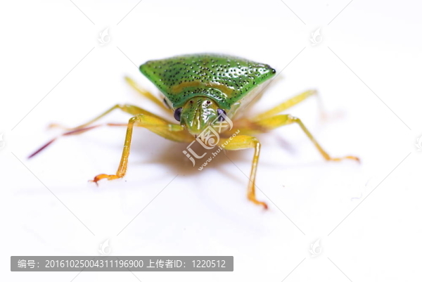 樺木盾蟲（elasmostethus,interstinctus）