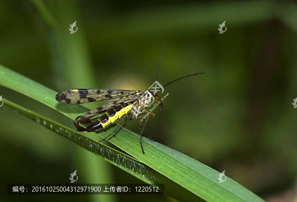 常見的蝎蛉（Panorpa,communis）