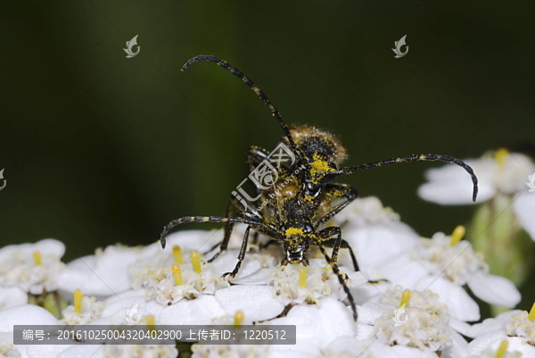 常見的天牛（Stictoleptura,rubra）交配