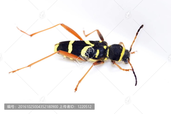 Wasp,Beetle（克萊特斯白羊座）