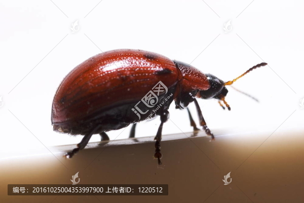 側(cè)視葉甲蟲（Gonioctena,viminalis）