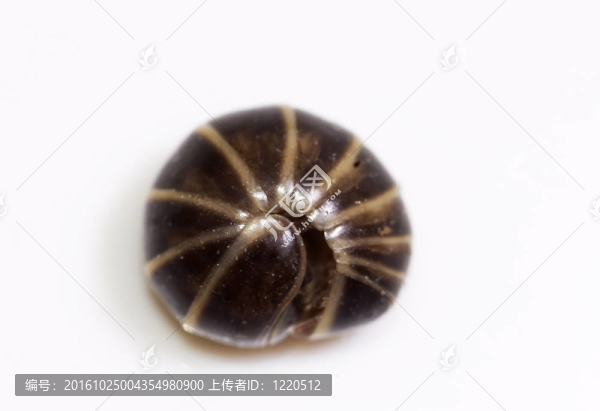 Pill,millipede（Glomeris金邊瑞香）