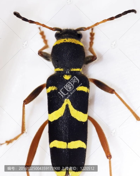Wasp,Beetle（克萊特斯白羊座）