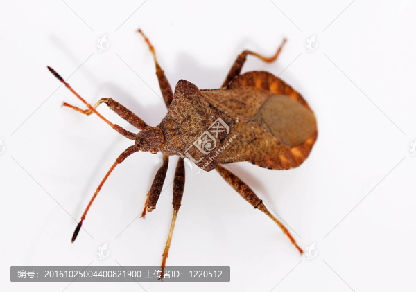 紅褐色案的Squashbug（gonocerus,acuteangulatus）
