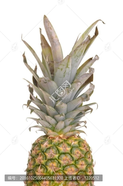 菠蘿