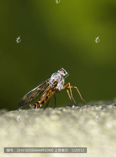 鷸飛坐在石頭上（Rhagio,scolopaceus）