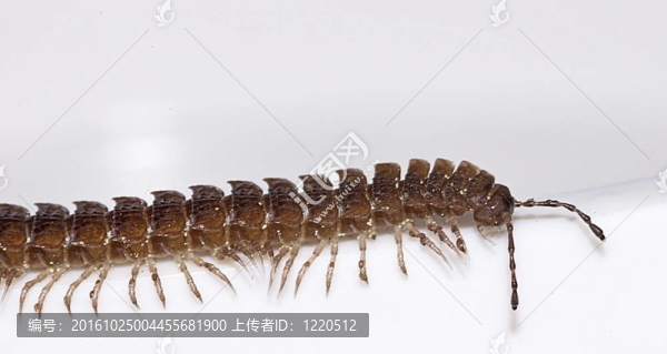 平背millipeder（山蛩蟲鲃）
