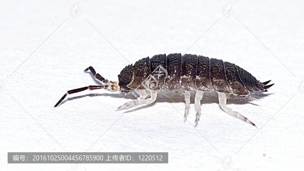常見的粗糙的土鱉蟲（Porcellio,scaber）；切斷