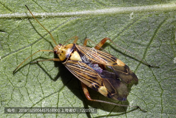 條紋橡木的bug（rhabdomiris飛虱）