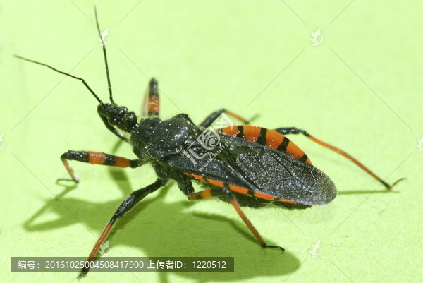 刺獵蝽（rhinocoris,annulatus）