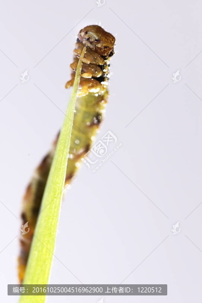 斑駁的棕色的卡特彼勒（灰裙尺蠖蛾）