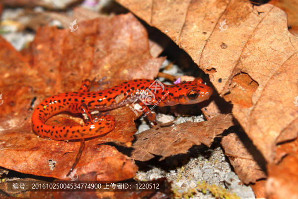 Cave,Salamander（Eurycea,Lucifuga）
