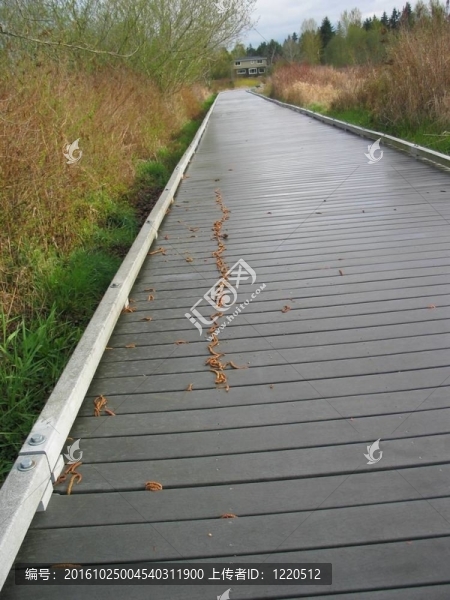 城郊綠地的木板路