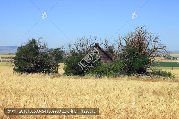 麥田和舊小屋。