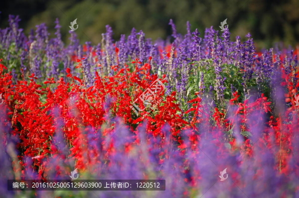 薰衣草