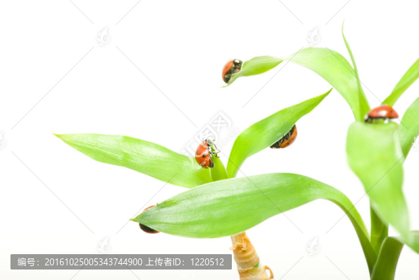 瓢蟲