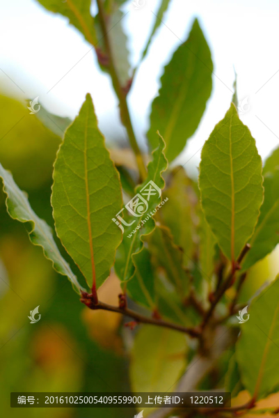 月桂樹葉樹枝