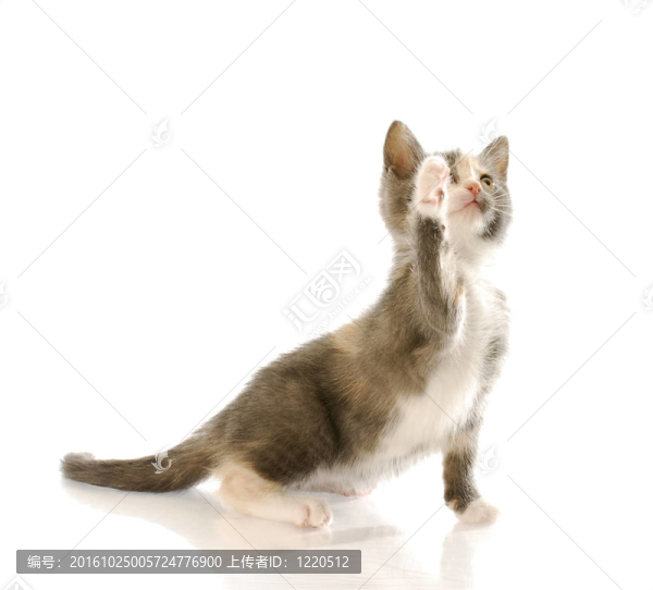 可愛(ài)的小貓