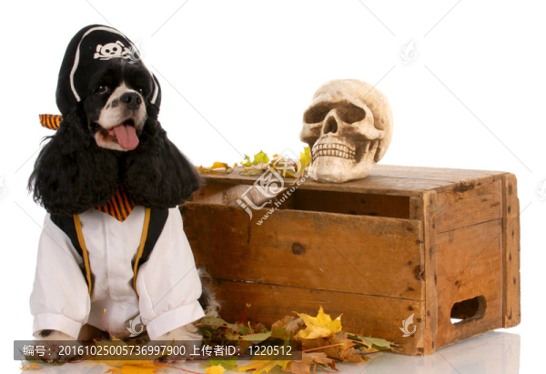 美國可卡犬打扮得像個海盜