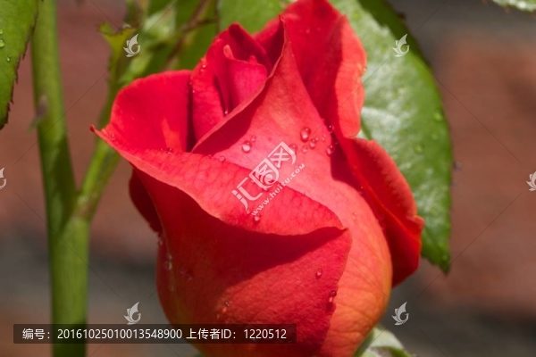 雨后紅玫瑰