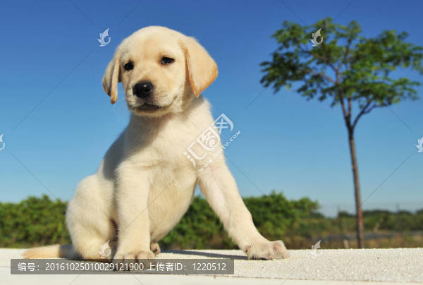 小狗拉布拉多獵犬
