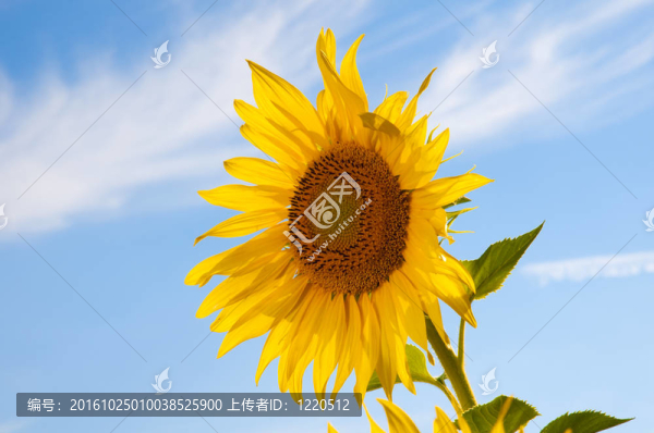 在一個(gè)陽(yáng)光明媚的夏日的一天的向日葵