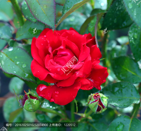 花園里的紅玫瑰。雨后。淺景深。