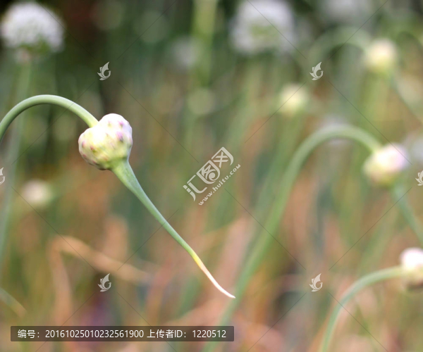 花園里的大蒜。淺景深。
