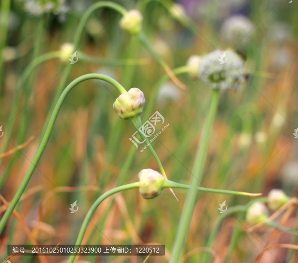 花園里的大蒜。淺景深。