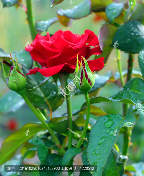 花園里的紅玫瑰。雨后。淺景深。