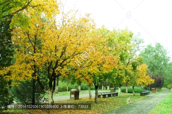 秋林