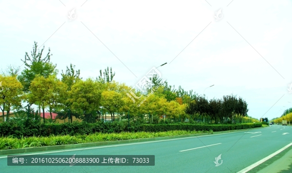 秋林