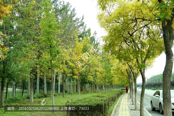 銀杏