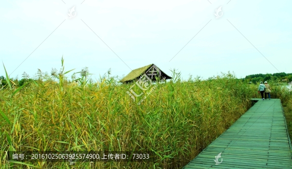 濕地木棧道