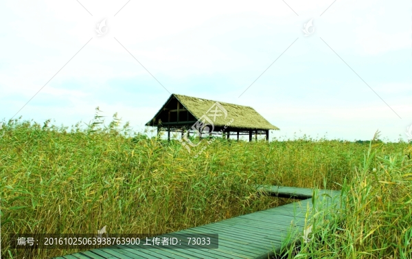 濕地草屋