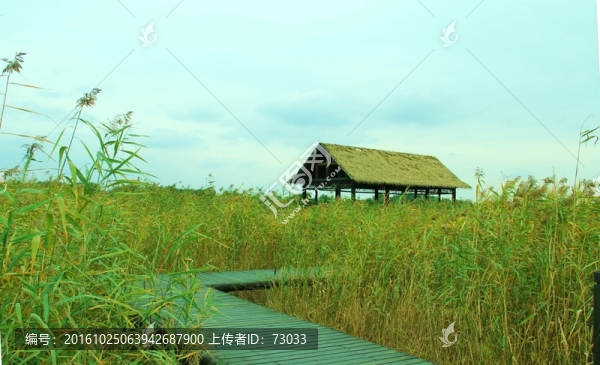 濕地草屋