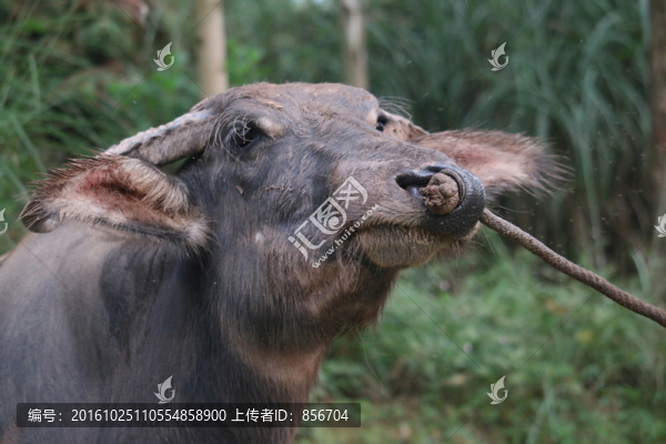 牛頭