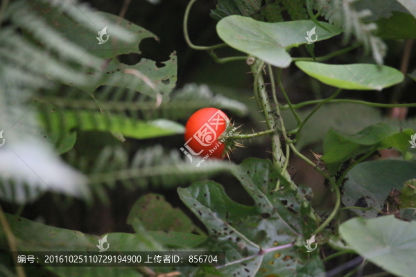 紅山果