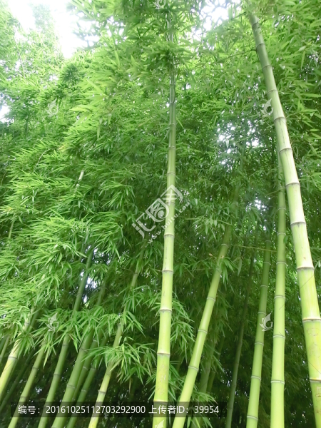 竹林
