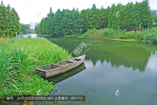 綠葉背景,濕地,綠樹背景,樹林
