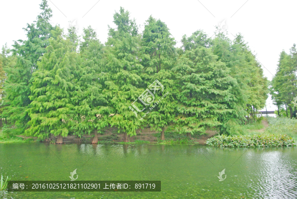 綠葉背景,濕地,綠樹背景,樹林