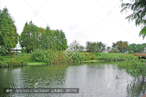綠葉背景,濕地,綠樹背景,樹林