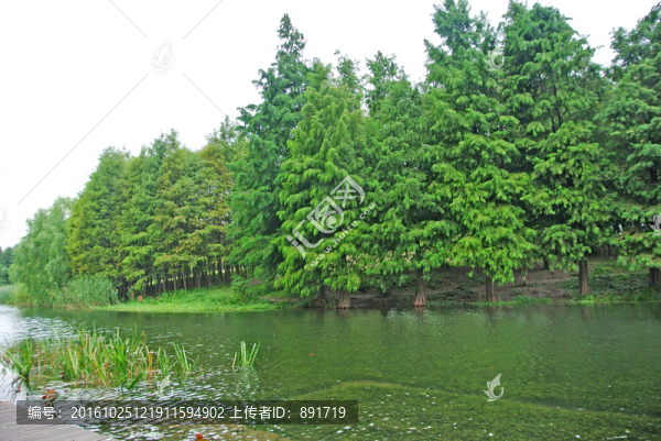 綠葉背景,濕地,綠樹(shù)背景,樹(shù)林